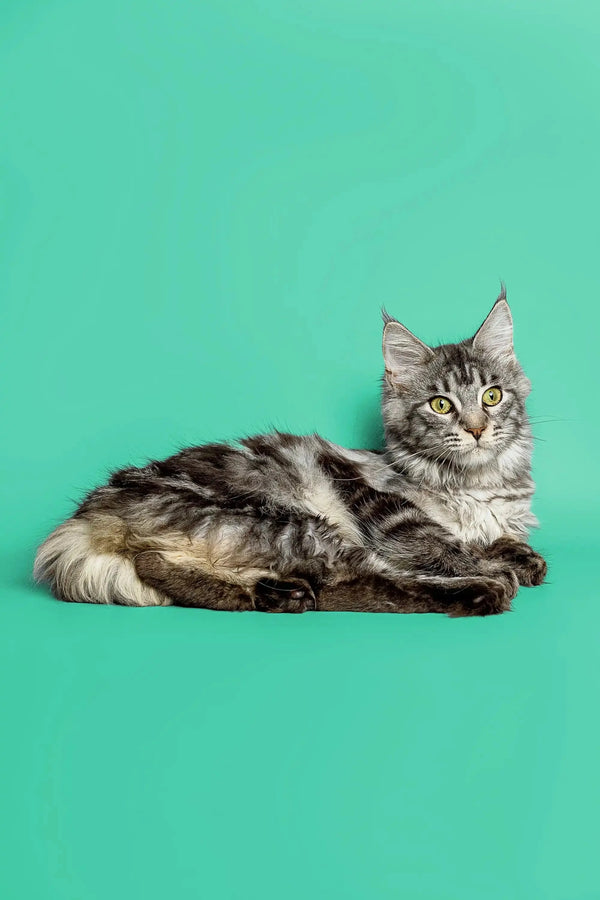 Long-haired tabby Maine Coon kitten Margo lying down, looking alert and adorable