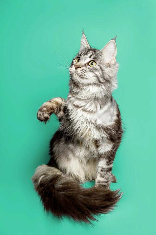 Gray and white Maine Coon kitten sitting upright with a paw raised, showcasing its cuteness