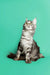 Fluffy gray tabby Maine Coon kitten sitting upright with paw raised, adorable and playful