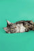 Gray tabby cat lounging on its side, perfect for a Maine Coon Kitten lover