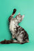 Playful Maine Coon kitten with raised paw against a solid background, cute and curious