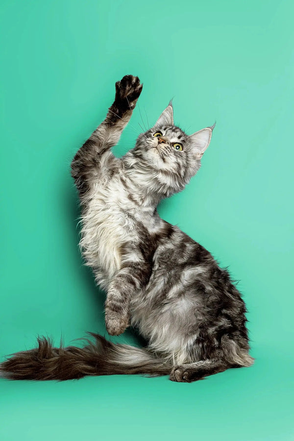 Playful Maine Coon kitten with raised paw against a solid background, cute and curious