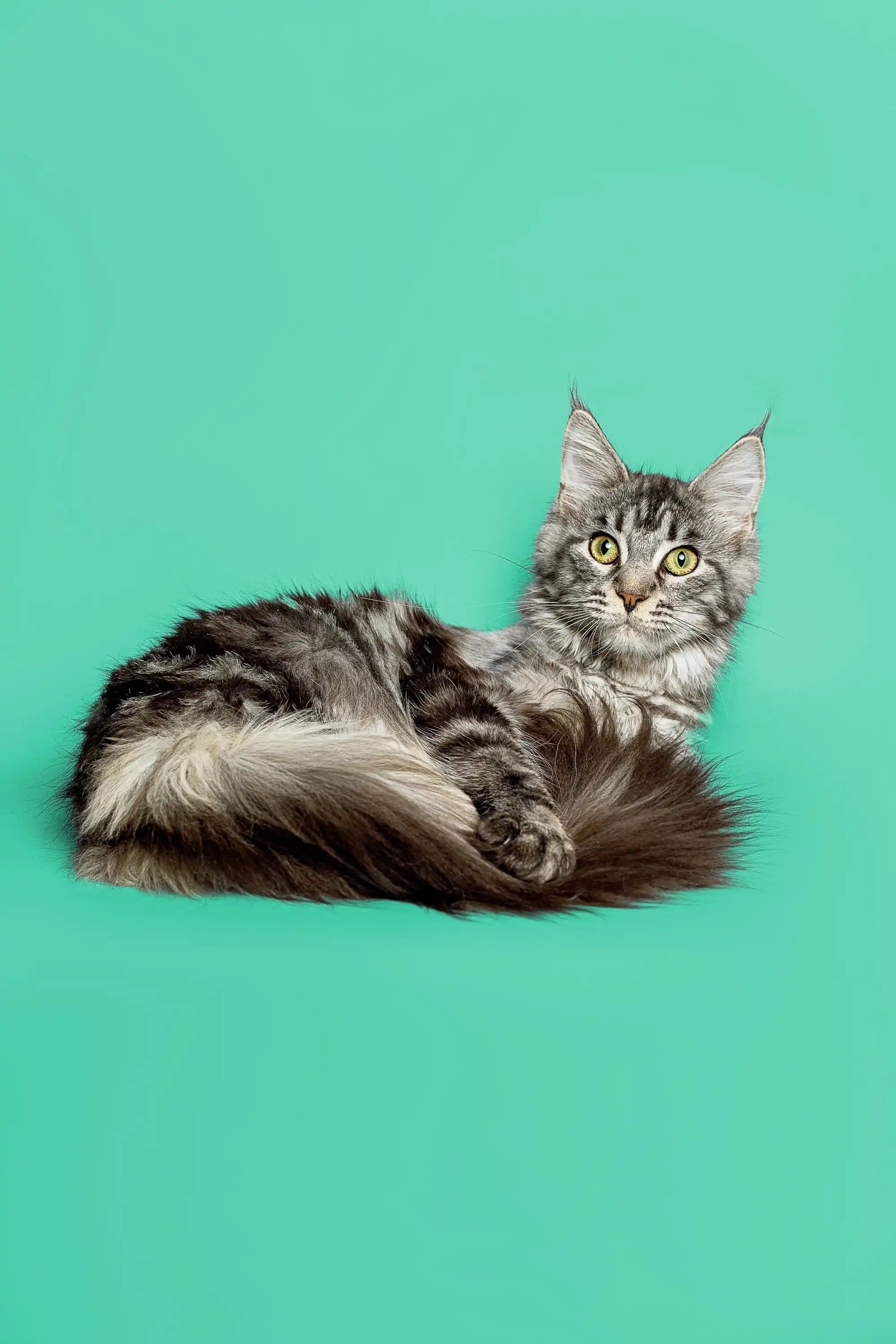 Maine Coon Kittens for Sale Margo | Kitten