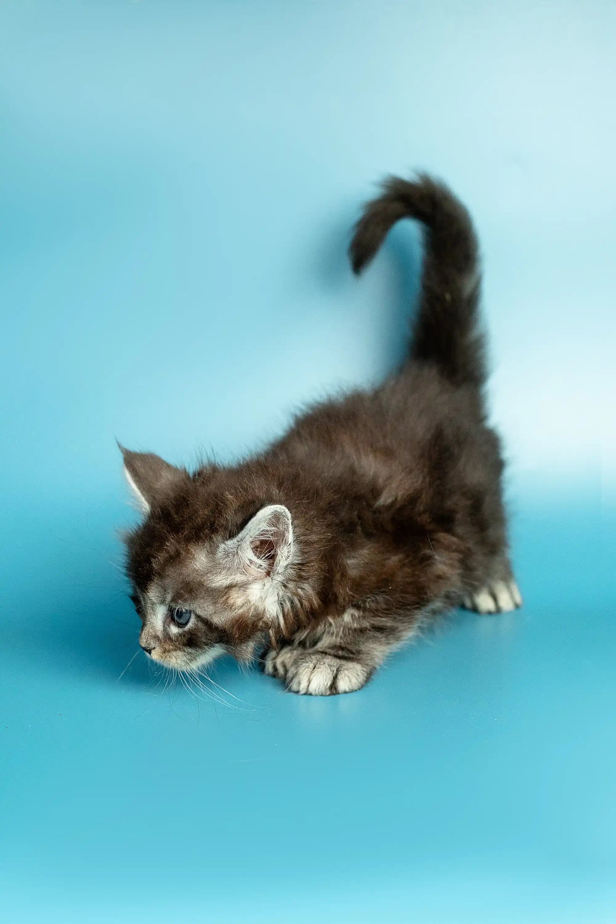 Maine Coon Kittens for Sale Margo | Kitten