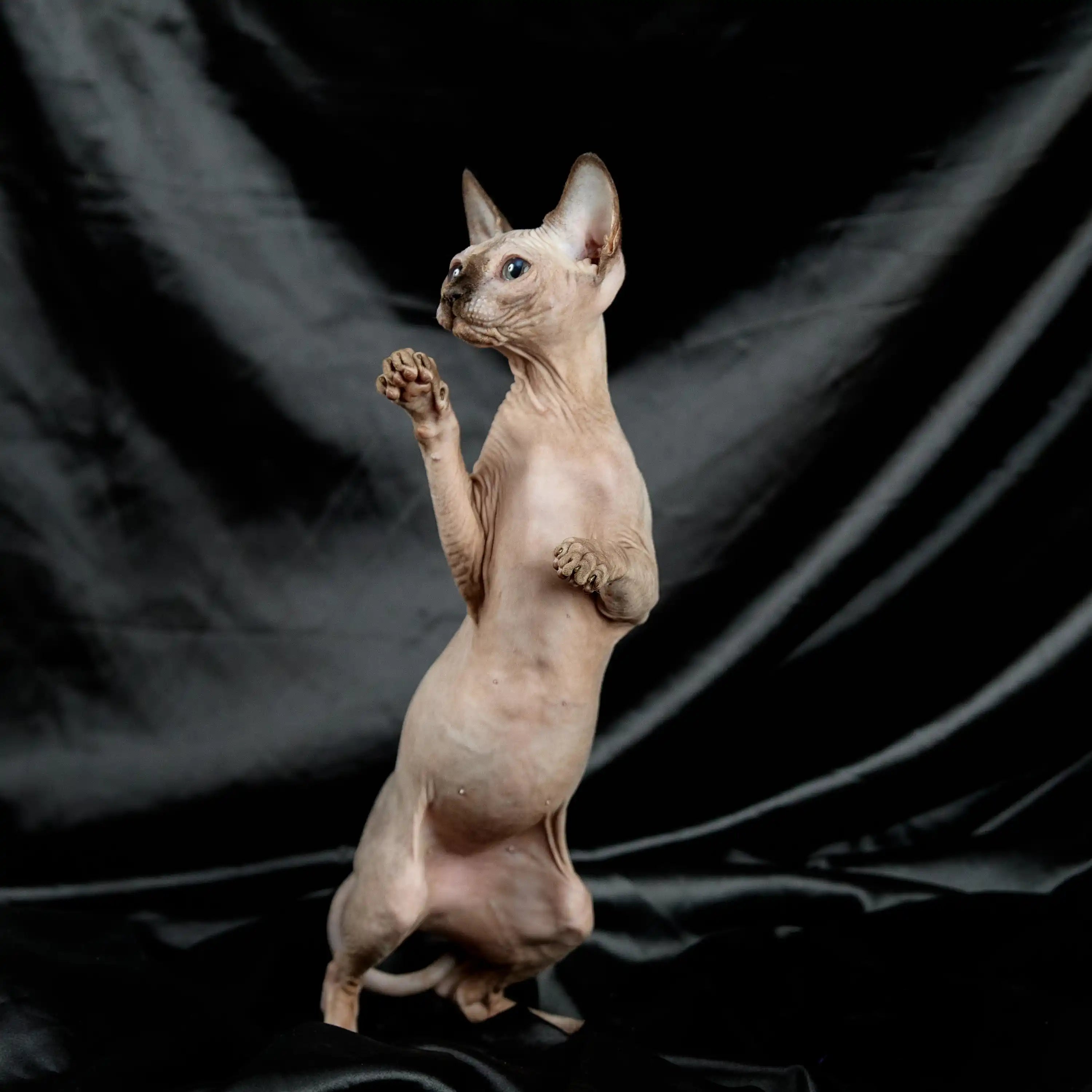 Hairless Sphynx Cats for Sale Margo | Kitten