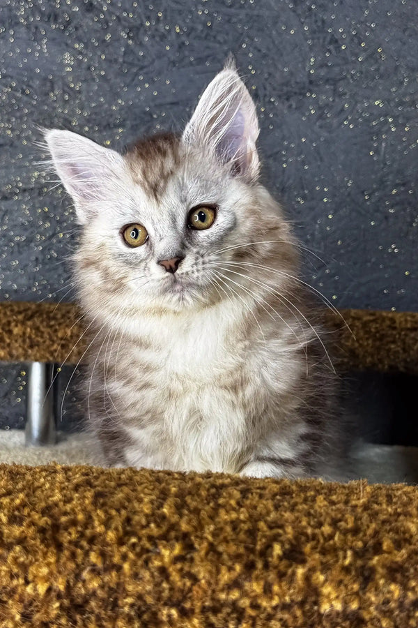 Fluffy gray and white Maine Coon kitten with bright yellow eyes named Marina