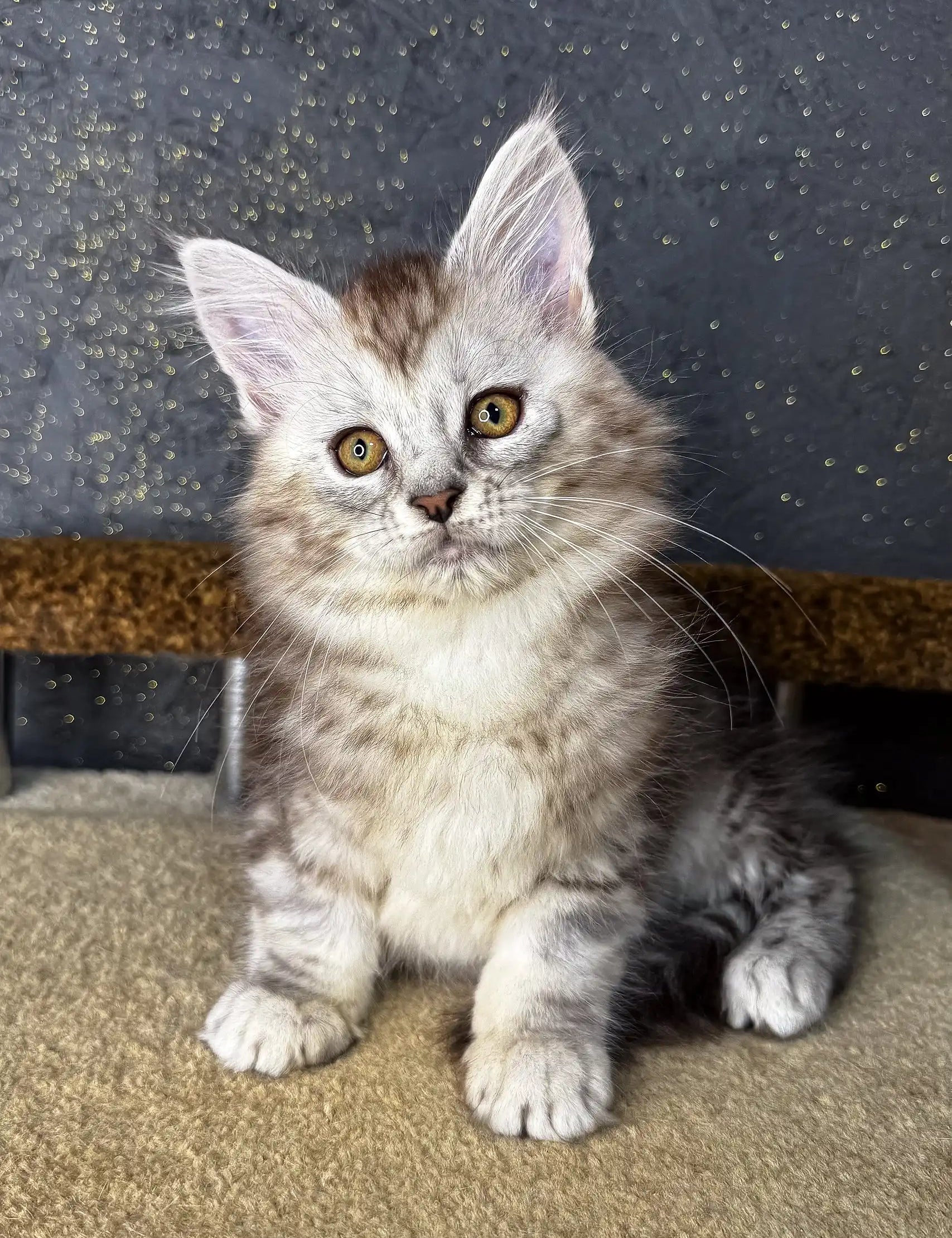 Adorable fluffy gray and white Maine Coon kitten with bright golden eyes named Marina