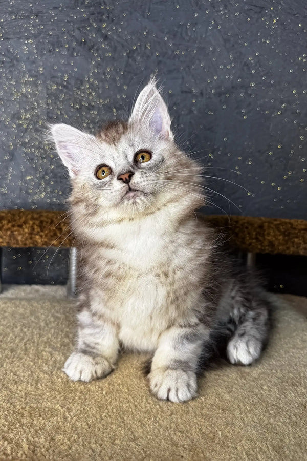Fluffy grey and white Maine Coon kitten with perked ears and bright eyes