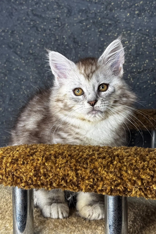 Fluffy silver-gray Maine Coon kitten chilling on a cozy golden-brown perch
