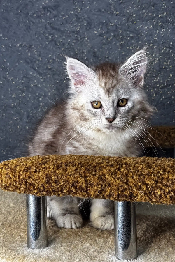 Gray and white Maine Coon kitten relaxing on a cozy carpeted cat perch