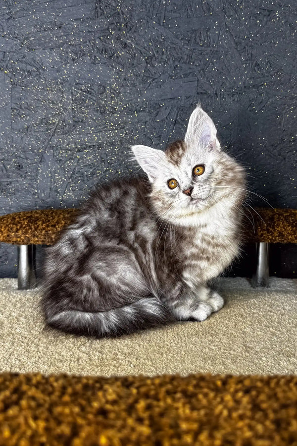 Silver-gray long-haired cat lounging on carpet, perfect for Marina | Maine Coon Kitten