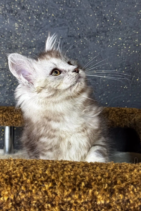 White and gray Maine Coon kitten named Marina gazing up with wide-eyed wonder