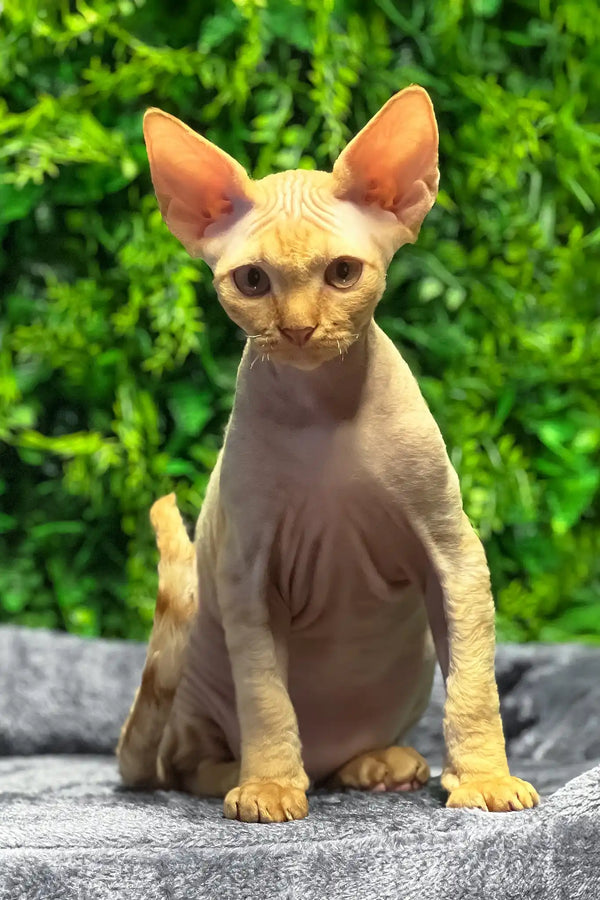 Mario | devon rex kitten