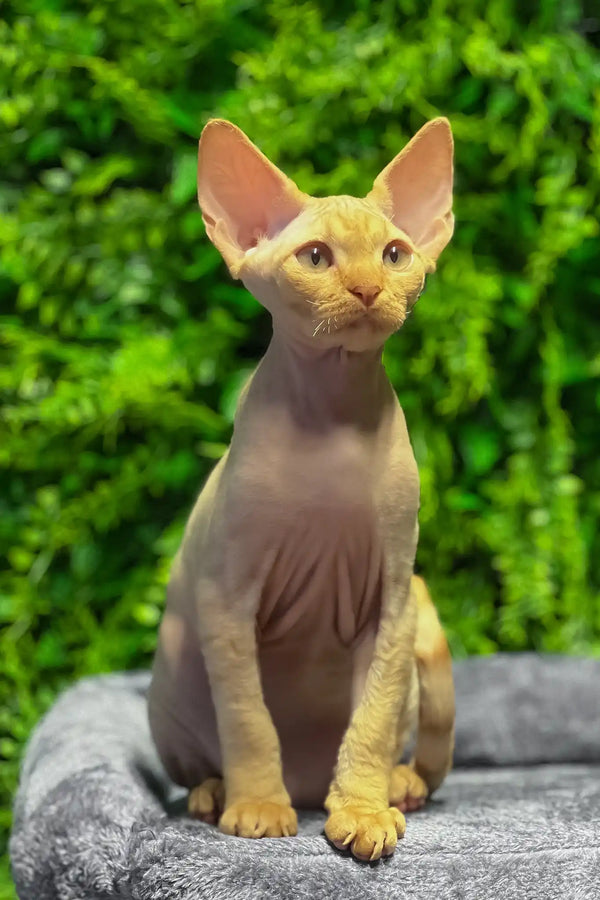 Mario | devon rex kitten