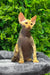 Mario | devon rex kitten