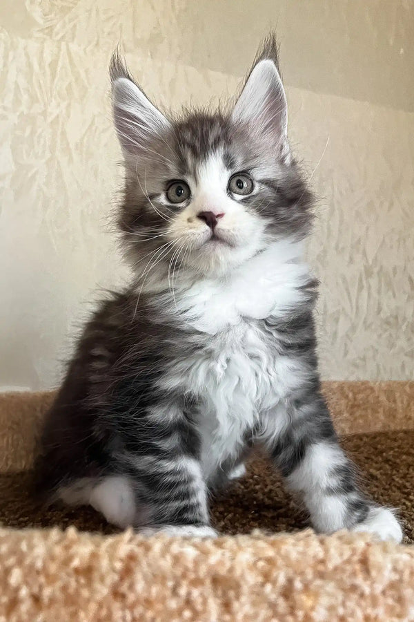 Mario | maine coon kitten