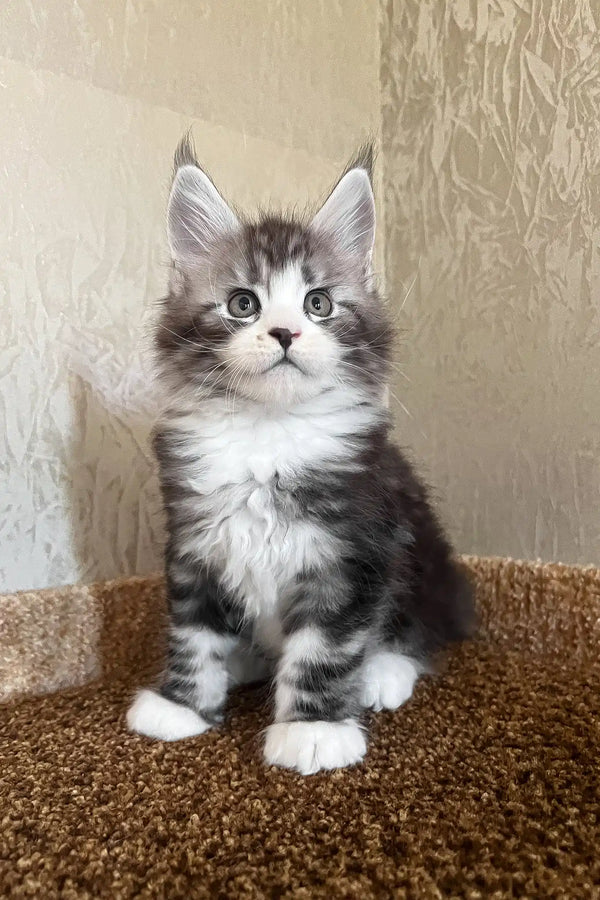 Mario | maine coon kitten