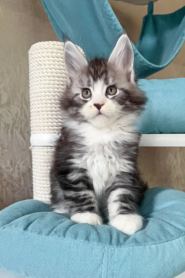 Mario | maine coon kitten