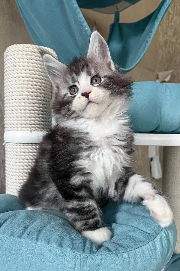 Mario | maine coon kitten