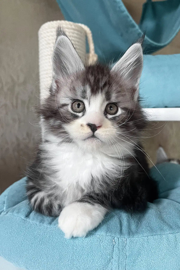Mario | maine coon kitten