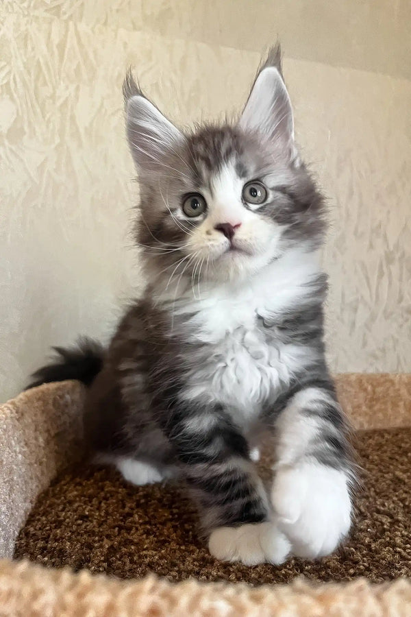 Mario | maine coon kitten
