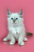 Adorable white Siberian kitten named Mario with fluffy fur and bright blue eyes