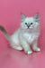 White fluffy Siberian kitten named Mario with stunning blue eyes ready for adoption