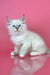 White fluffy Siberian kitten named Mario with bright blue eyes looking adorable