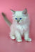 Adorable white fluffy kitten named Mario with stunning blue eyes