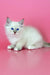 Cute White Ragdoll kitten with bright blue eyes in Mario Siberian Kitten product