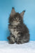 Mark | maine coon kitten