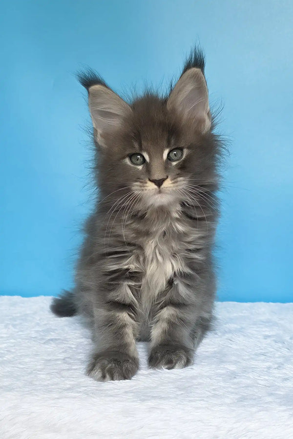 Mark | maine coon kitten