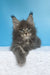 Mark | maine coon kitten