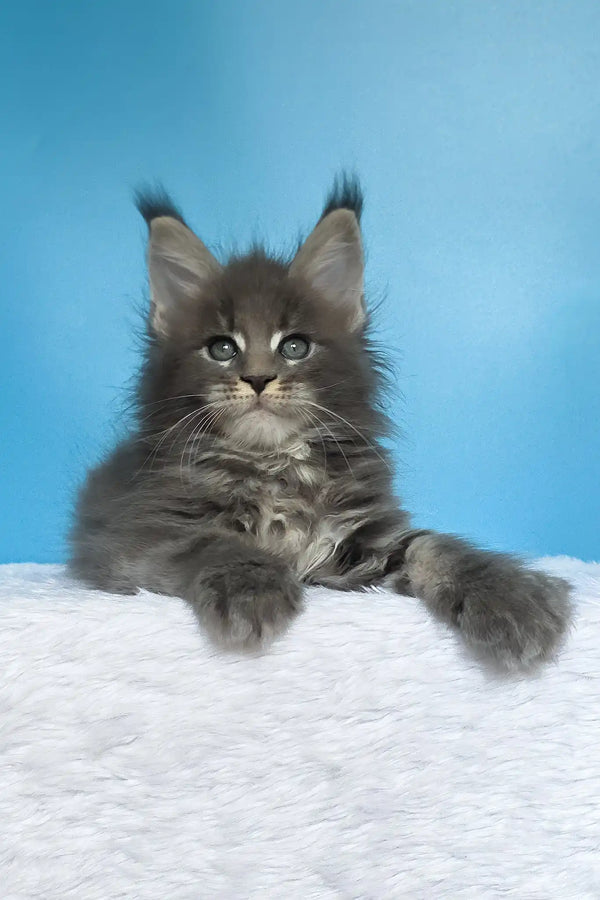 Mark | maine coon kitten