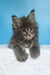 Mark | maine coon kitten