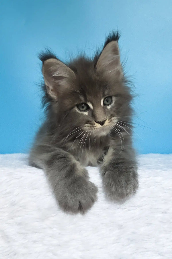 Mark | maine coon kitten