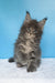 Mark | maine coon kitten