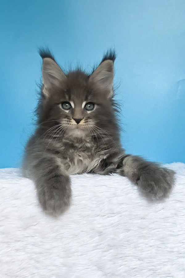 Mark | maine coon kitten
