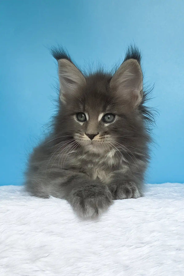 Mark | maine coon kitten