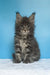 Mark | maine coon kitten