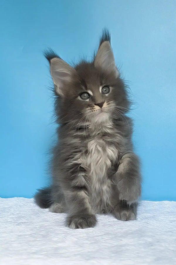 Mark | maine coon kitten
