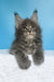 Mark | maine coon kitten