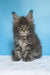 Mark | maine coon kitten