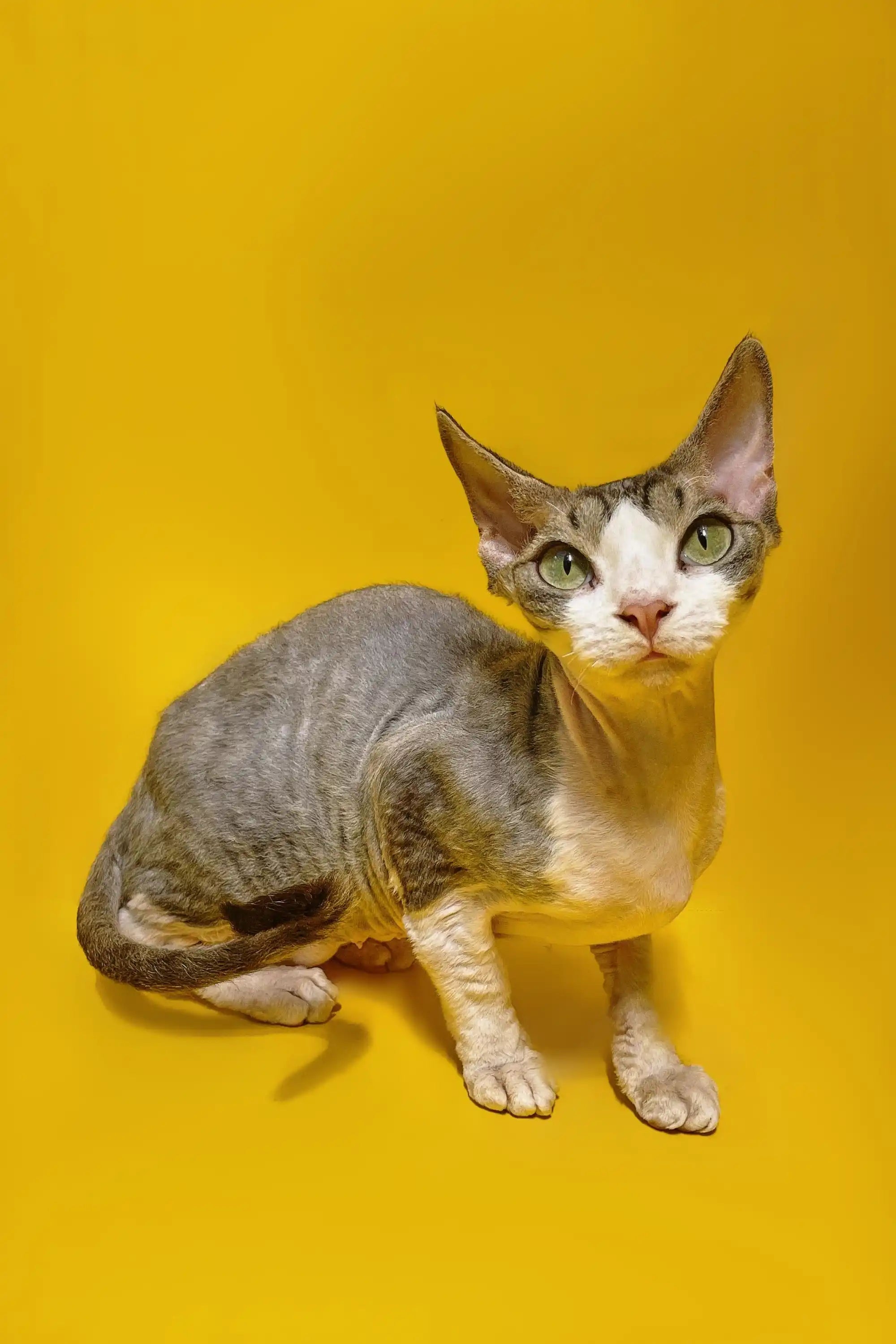 Devon Rex Kittens & Cats For Sale Markiza | Kitten