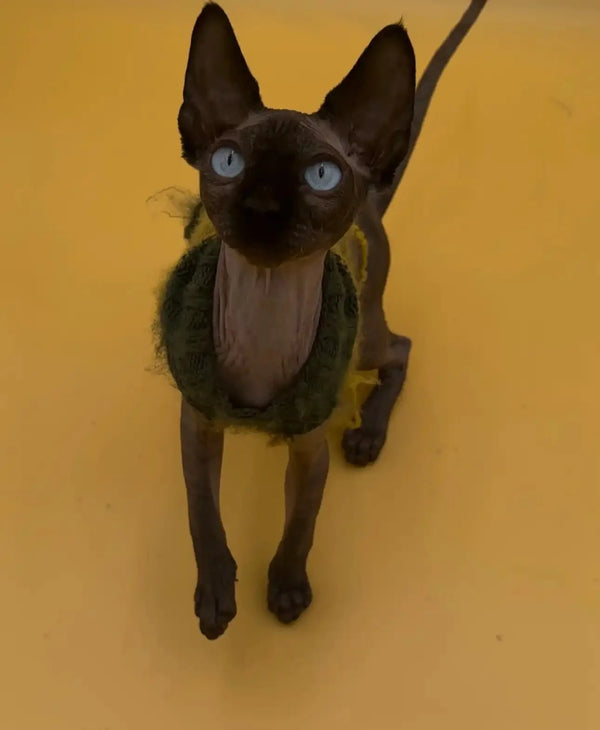 Black cat in a green sweater, perfect for a playful Sphynx kitten’s social nature