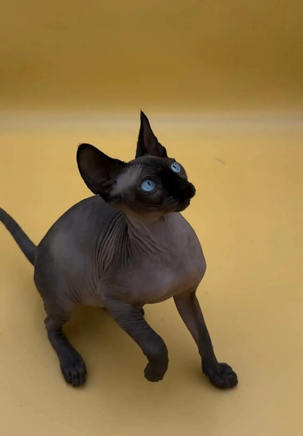 Adorable Hairless Sphynx Kitten Marko with stunning blue eyes and a friendly social nature