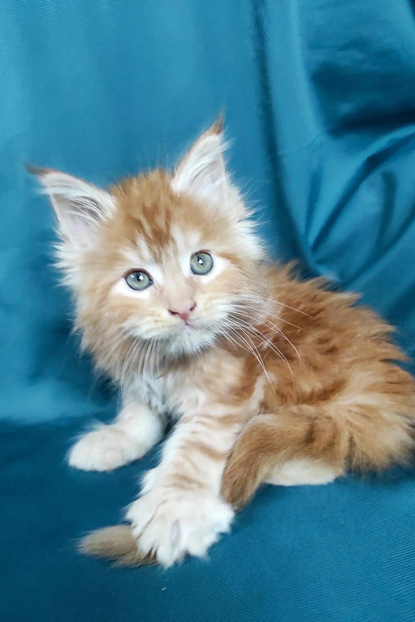 Fluffy orange and white Maine Coon kitten with bright blue eyes, the perfect companion