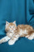 Fluffy orange and white Maine Coon kitten lounging, the perfect companion for your home