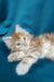 Fluffy orange and white Maine Coon kitten lounging with paws outstretched