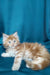 Fluffy orange and white Maine Coon kitten with bright blue eyes, perfect companion